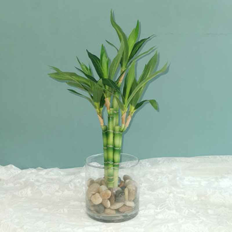 New 40cm rFtificial Lucky Bamb - Aquarium Marine Plants avaliação e preço
