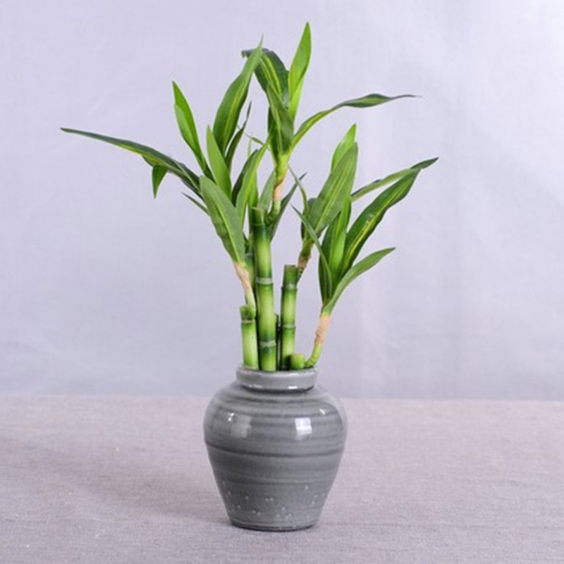 New 40cm rFtificial Lucky Bamb - Aquarium Marine Plants avaliação e preço