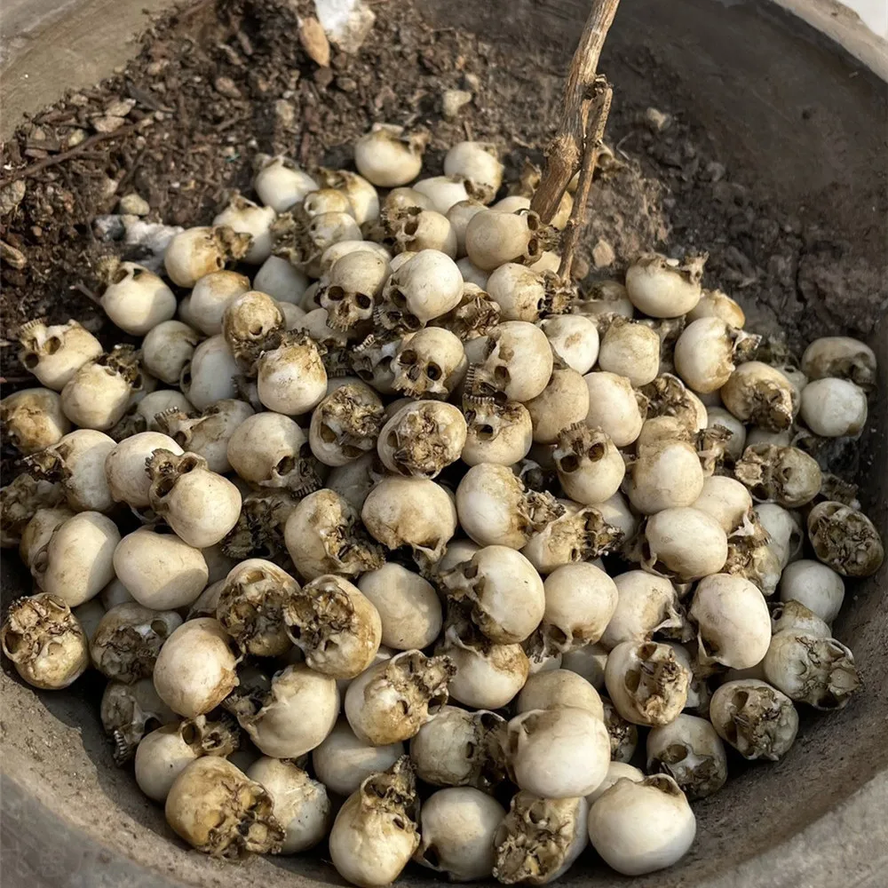 Mini Skull High Quality Miniat - Aquarium Marine Plants avaliação e preço