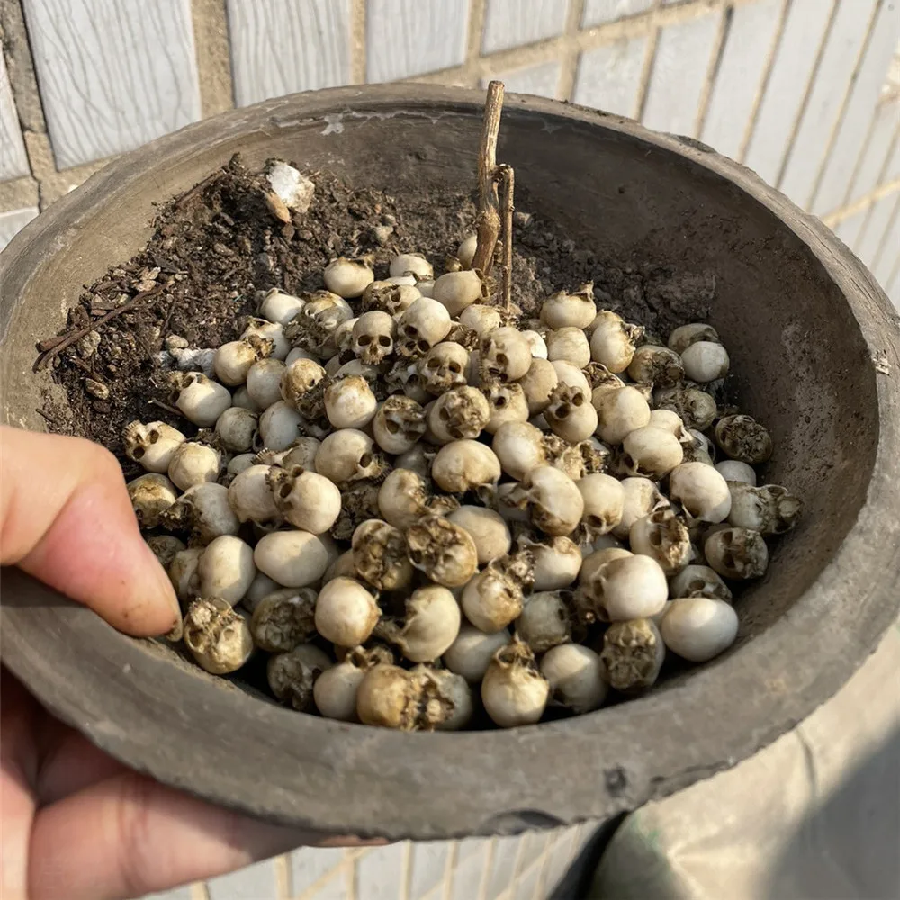 Mini Skull High Quality Miniat - Aquarium Marine Plants avaliação e preço