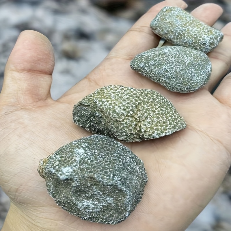 1pc Natural Coral Rock Suitabl - Aquarium Marine Rock avaliação e preço