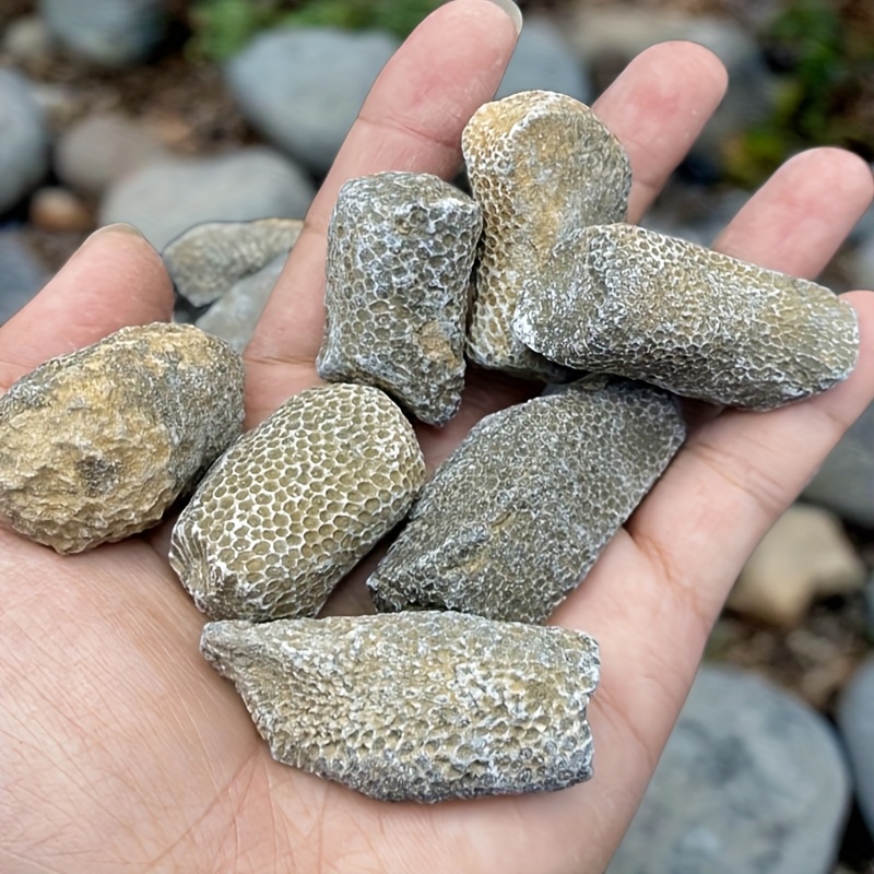 1pc Natural Coral Rock Suitabl - Aquarium Marine Rock avaliação e preço